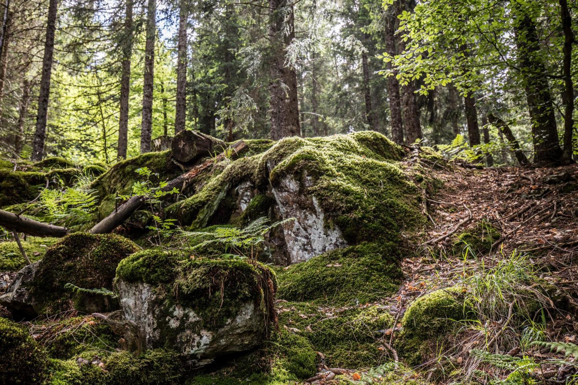 Ferienwohnung Seeblick Nr 5, 2 Zi-Baerental, Feldberg Rotwasser Экстерьер фото
